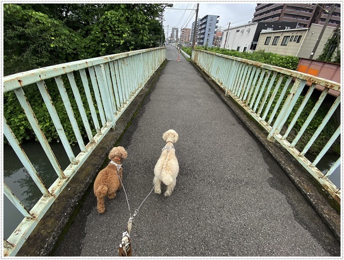 さくら、大、気ままな散歩も楽しいね～そう思うのは飼い主だけかな（*⌒∇⌒*)テヘ♪_b0175688_18443131.jpg