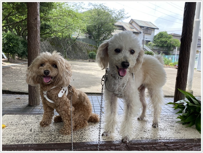 さくら、大、気ままな散歩も楽しいね～そう思うのは飼い主だけかな（*⌒∇⌒*)テヘ♪_b0175688_18584228.jpg