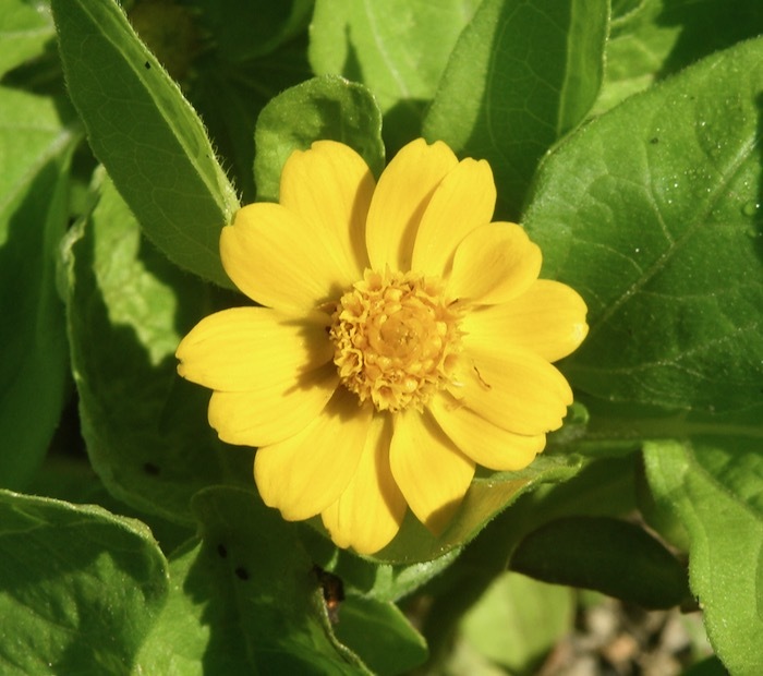 名前の意味は 黒い足 とか メランポジウム 楽餓鬼