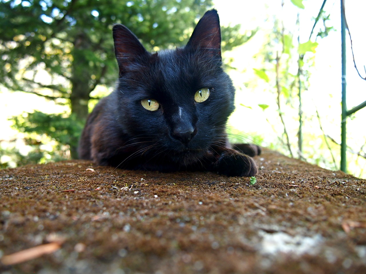 二匹の子猫 スズキヨシカズ幻燈画室
