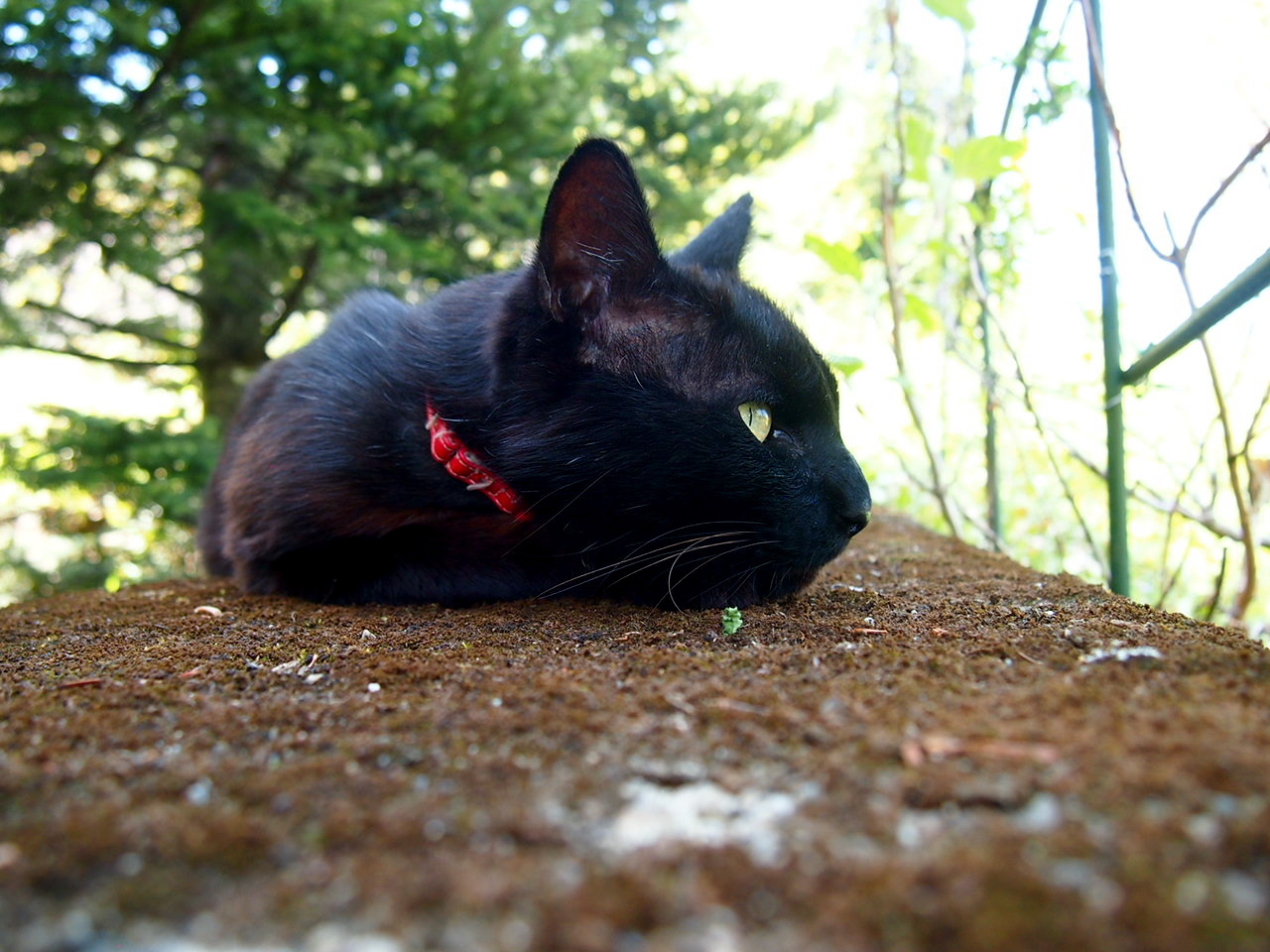 二匹の子猫 スズキヨシカズ幻燈画室 二匹の子猫 スズキヨシカズ幻燈画室