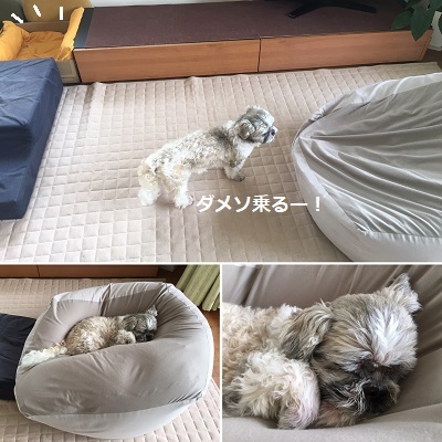 病院デーと箱入り王子w_f0372998_19371676.jpg