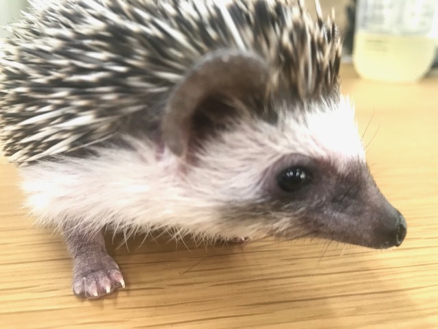 ハリネズミって!_a0050302_11525461.jpg