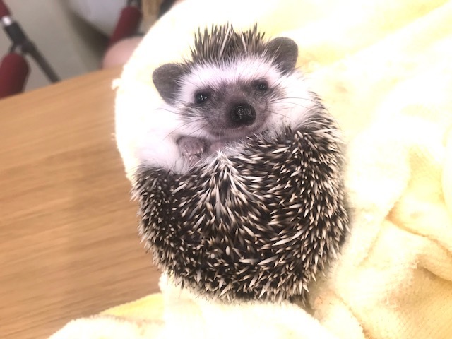 ハリネズミって!_a0050302_11534047.jpg