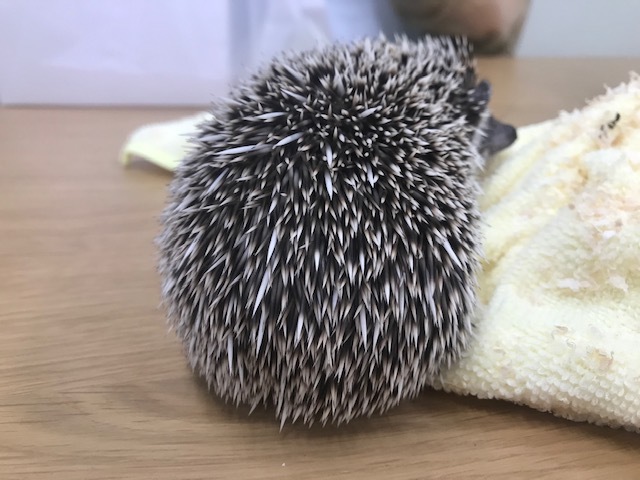 ハリネズミって!_a0050302_11540289.jpg