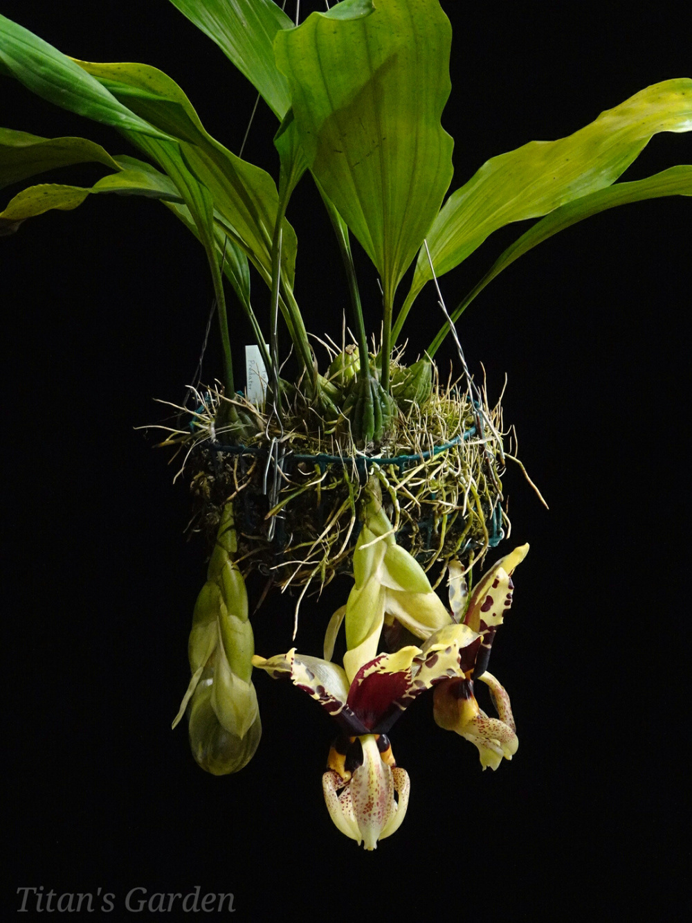 Stanhopea tigrina var. nigroviolacea \'Predator\'_b0099813_12245409.jpg