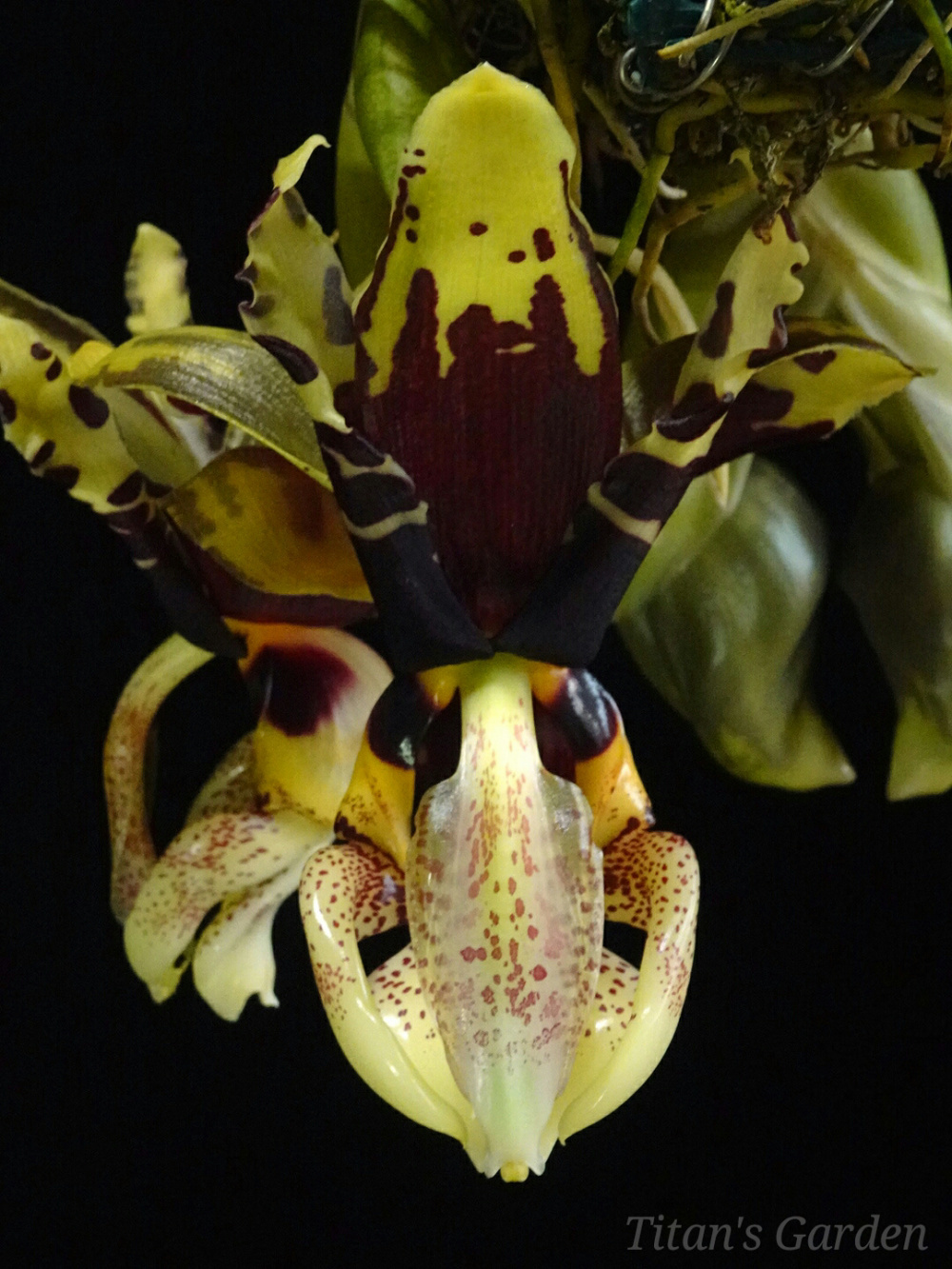 Stanhopea tigrina var. nigroviolacea \'Predator\'_b0099813_12245418.jpg