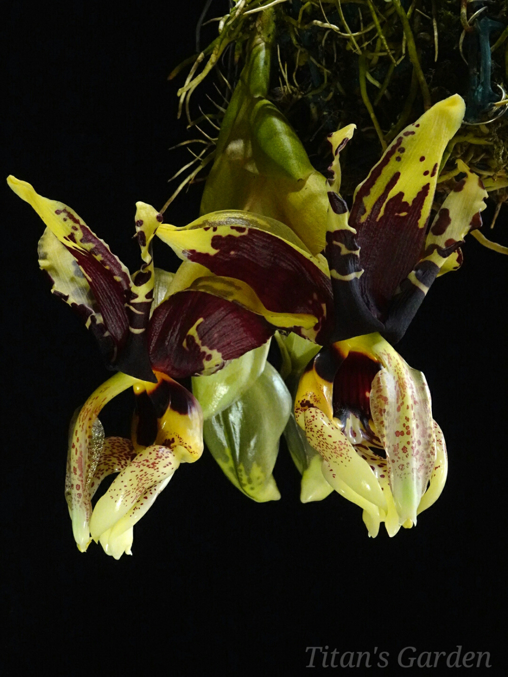 Stanhopea tigrina var. nigroviolacea \'Predator\'_b0099813_12245425.jpg