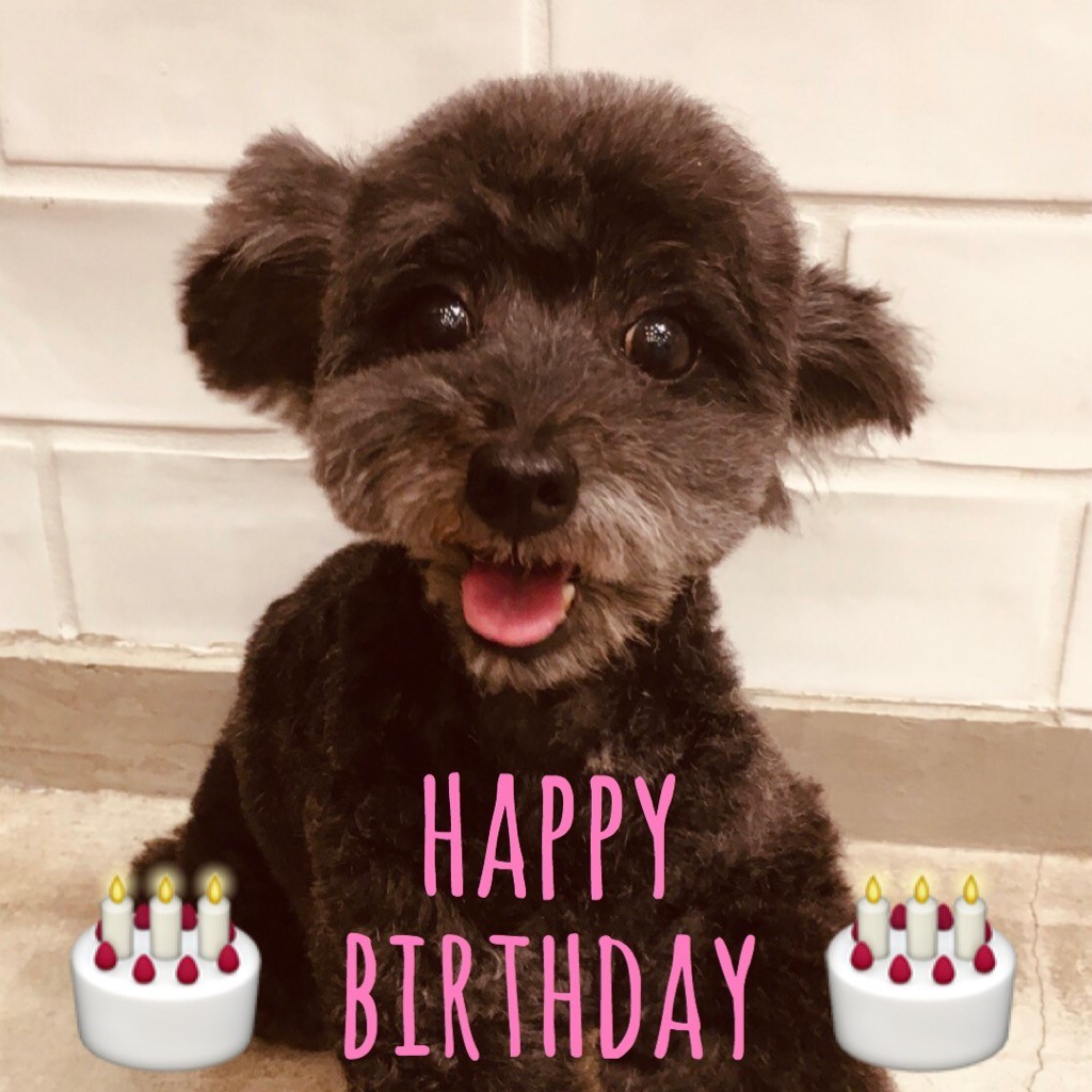 ☆ Happy Birthday ・ みんとちゃん ☆_d0060413_15295386.jpg