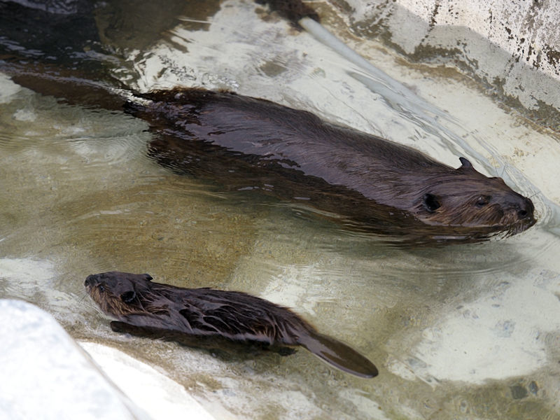泳ぐビーバーの赤ちゃん 動物園放浪記