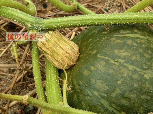 カボチャの収穫タイミング 心はいつも青春