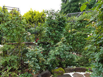 雨の止み間のチャンスに_a0276937_10101861.jpg
