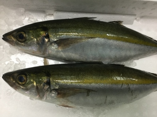 体表に黄色いラインの走る 金ムロアジ入荷 鹿児島市の魚専門店 満田商店です
