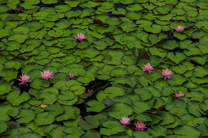 睡蓮 N.'Shizuku'【シズク】 | ミロク ラボ | Miroku Waterlily Laboratory