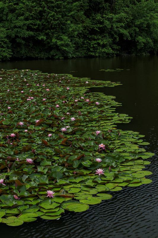 満開・睡蓮の溜池（忍辱山町） : 花景色－K.W.C. PhotoBlog