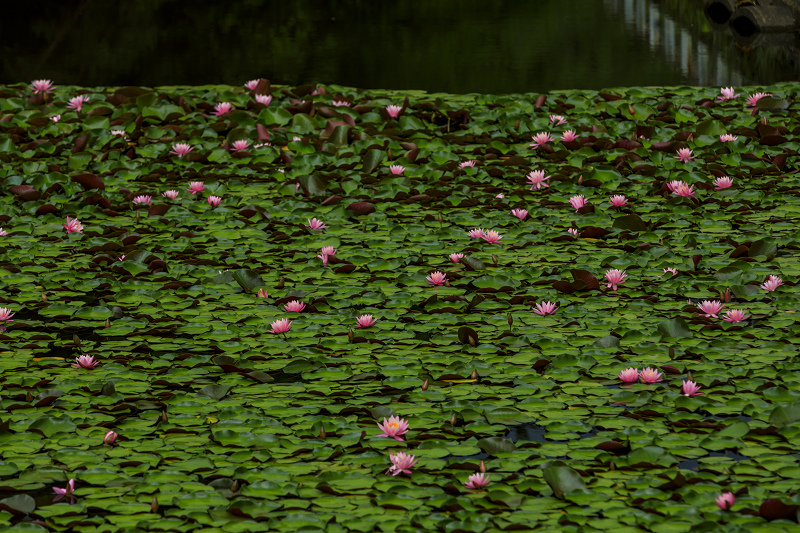 満開・睡蓮の溜池（忍辱山町） : 花景色－K.W.C. PhotoBlog