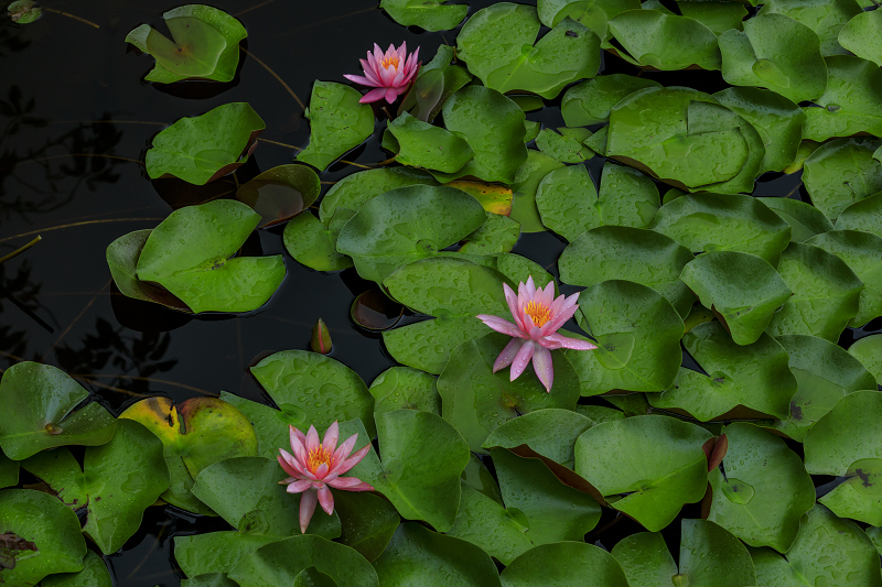 満開・睡蓮の溜池（忍辱山町） : 花景色－K.W.C. PhotoBlog