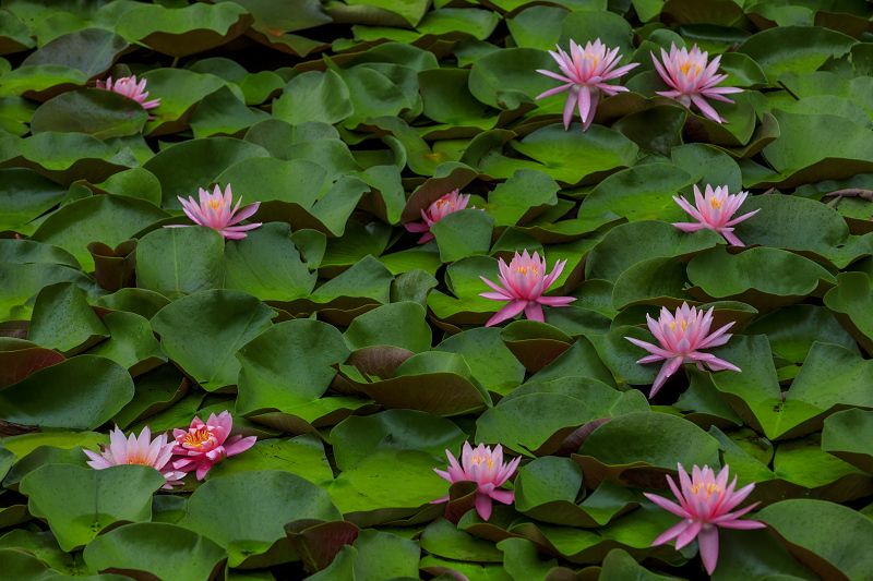 満開・睡蓮の溜池（忍辱山町） : 花景色－K.W.C. PhotoBlog
