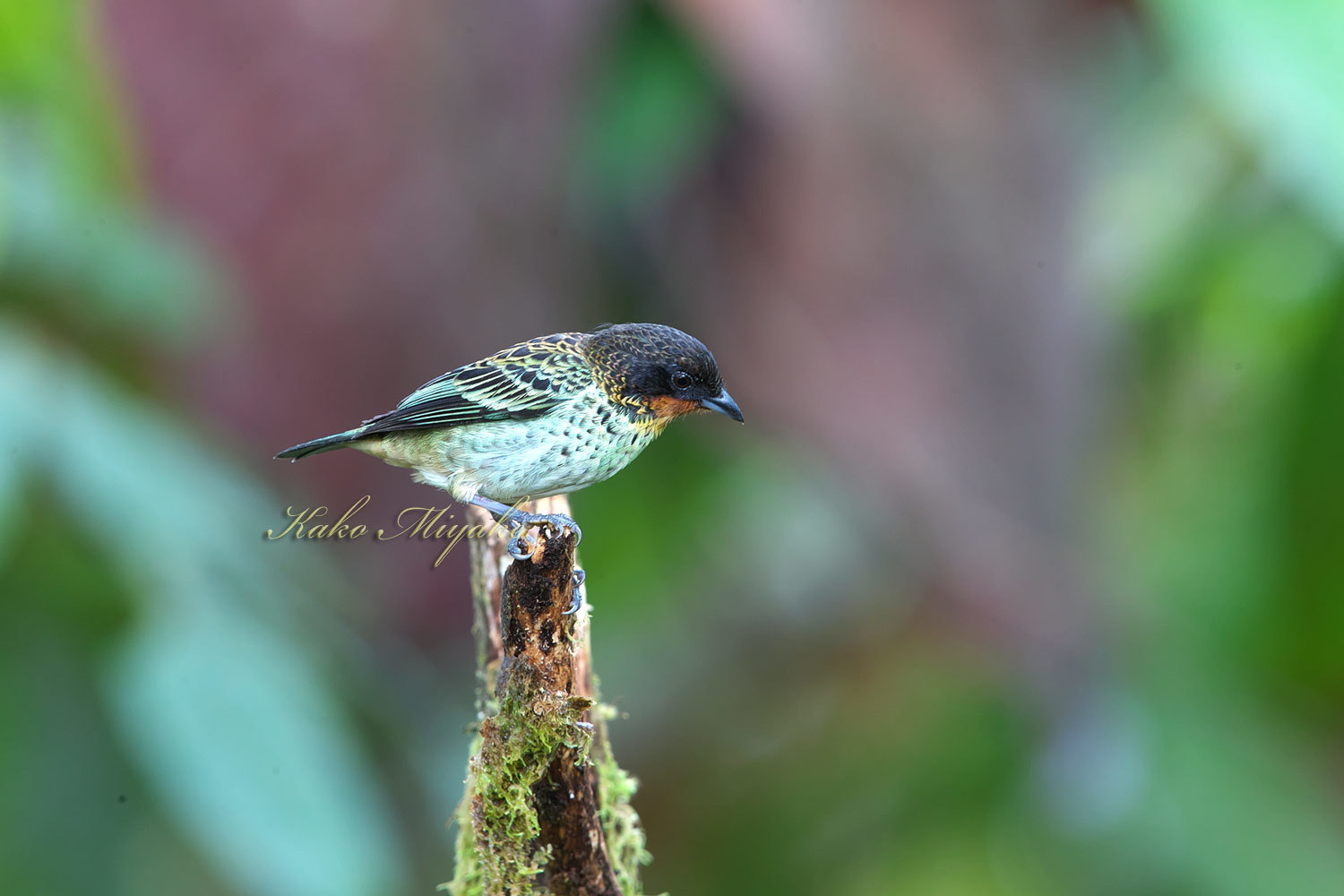 ノドアカフウキンチョウ Rufous Throated Tanager エクアドル探鳥記 ぼちぼち と 野鳥大好き O ノドアカフウキンチョウ Rufous Throated Tanager エクアドル探鳥記 ぼちぼち と 野鳥大好き O