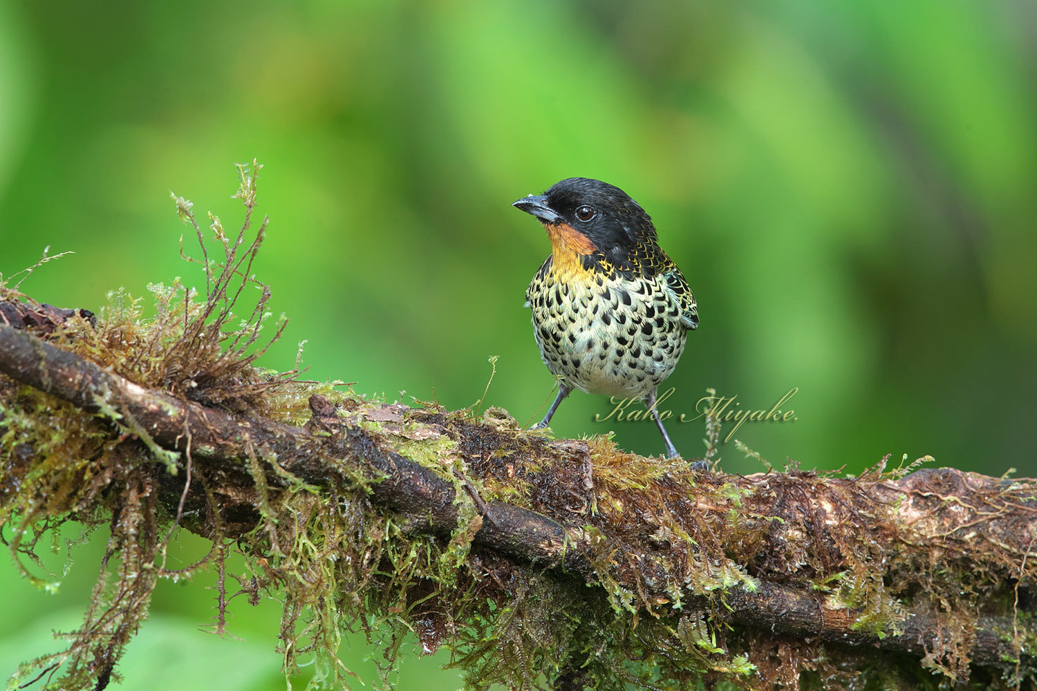 ノドアカフウキンチョウ Rufous Throated Tanager エクアドル探鳥記 ぼちぼち と 野鳥大好き O ノドアカフウキンチョウ Rufous Throated Tanager エクアドル探鳥記 ぼちぼち と 野鳥大好き O