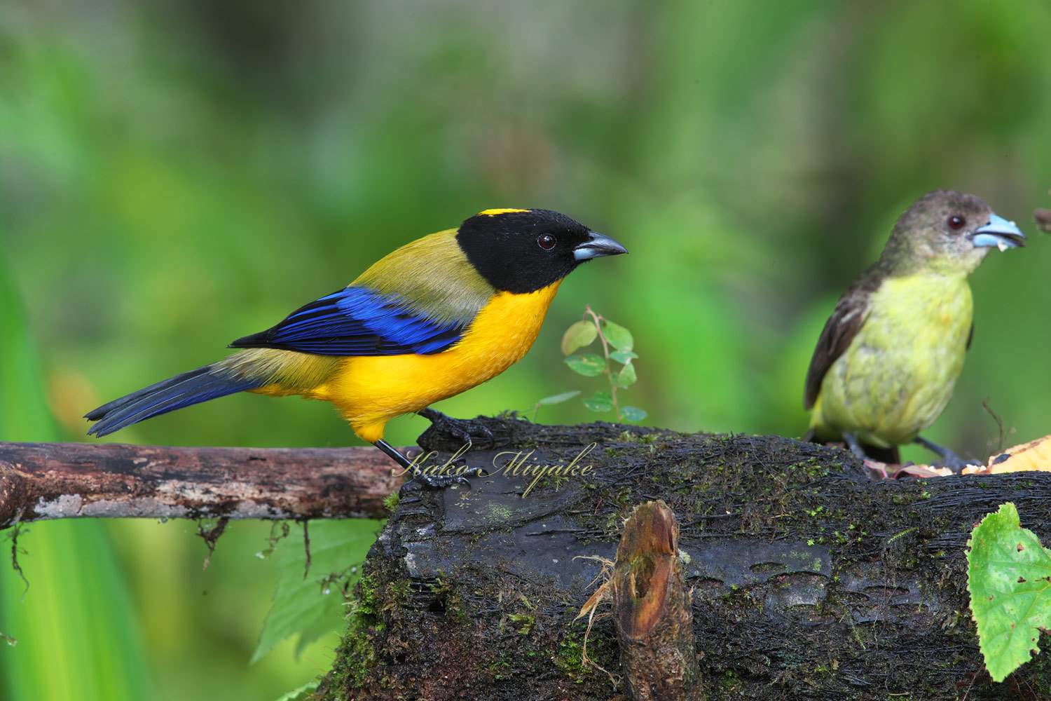 クロアゴヤマフウキンチョウ Black Chinned Mountain Tanager エクアドル探鳥記 ぼちぼち と 野鳥大好き O