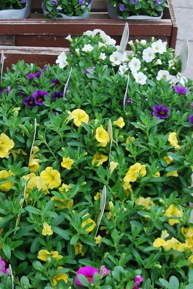 花苗入荷情報【200710】_a0201358_17055043.jpg