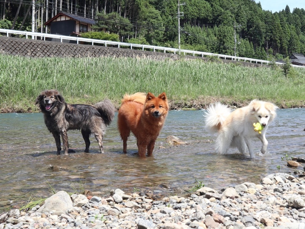 脳内メーカー 癒し癒されニライカナイ