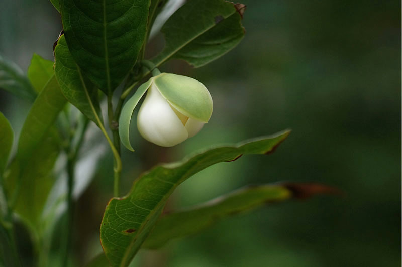 シラタマモクレンが芳香を放っていました : 奥田正彦（黄石）ブログ