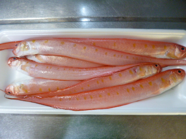 赤タチウオ 珍しい魚 トンボtimes