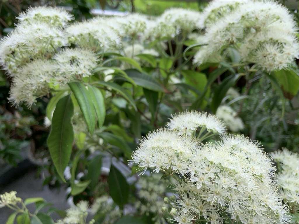 レモンマートルの花とカレーの木 いととはり レモンマートルの花とカレーの木 いととはり