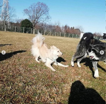 あいつ今何してる?(卒業犬猫たち)_f0242002_14425448.jpg