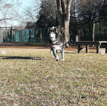 あいつ今何してる?(卒業犬猫たち)_f0242002_14430124.jpg