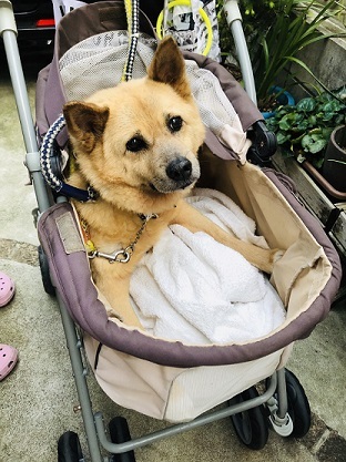 あいつ今何してる?(卒業犬猫たち)_f0242002_15021439.jpg
