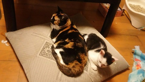 あいつ今何してる?(卒業犬猫たち)_f0242002_15023455.jpg