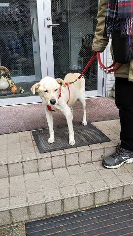 あいつ今何してる?(卒業犬猫たち)_f0242002_15083440.jpg