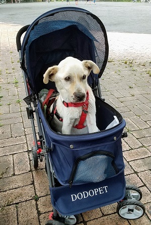 あいつ今何してる?(卒業犬猫たち)_f0242002_15084165.jpg