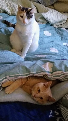 あいつ今何してる?(卒業犬猫たち)_f0242002_15085064.jpg
