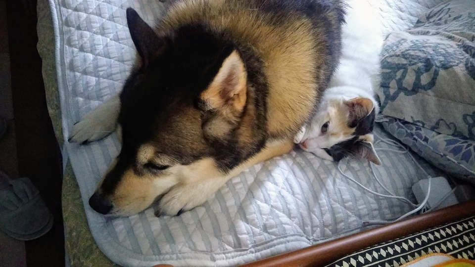 あいつ今何してる?(卒業犬猫たち)_f0242002_15090232.jpg