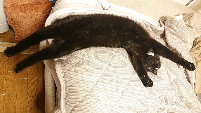 あいつ今何してる?(卒業犬猫たち)_f0242002_15092425.jpg