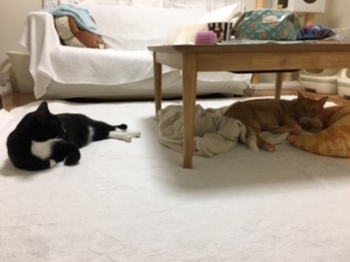 あいつ今何してる?(卒業犬猫たち)_f0242002_15270264.jpeg