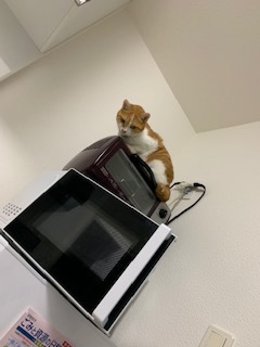 あいつ今何してる?(卒業犬猫たち)_f0242002_15271751.jpeg
