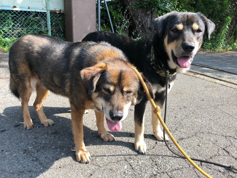 あいつ今何してる?(卒業犬猫たち)_f0242002_15281372.jpg