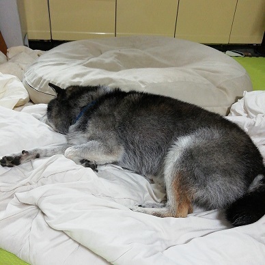 あいつ今何してる?(卒業犬猫たち)_f0242002_15300896.jpg