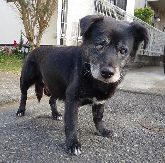 あいつ今何してる?(卒業犬猫たち)_f0242002_15301560.jpg