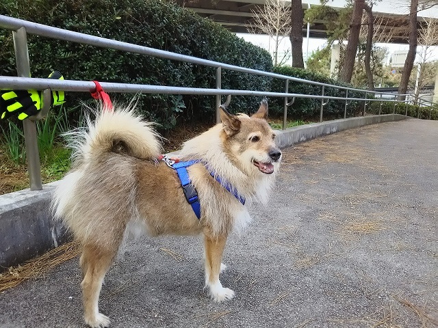 あいつ今何してる?(卒業犬猫たち)_f0242002_15302353.jpg