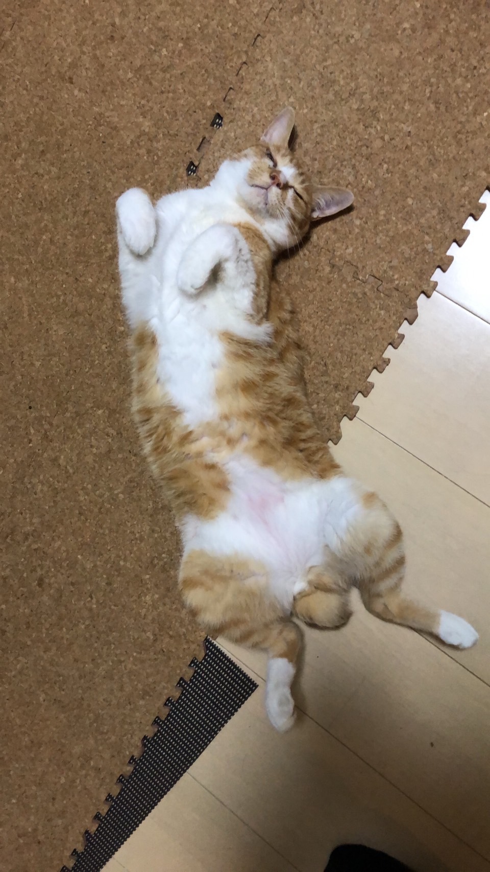 あいつ今何してる?(卒業犬猫たち)_f0242002_15303939.jpg