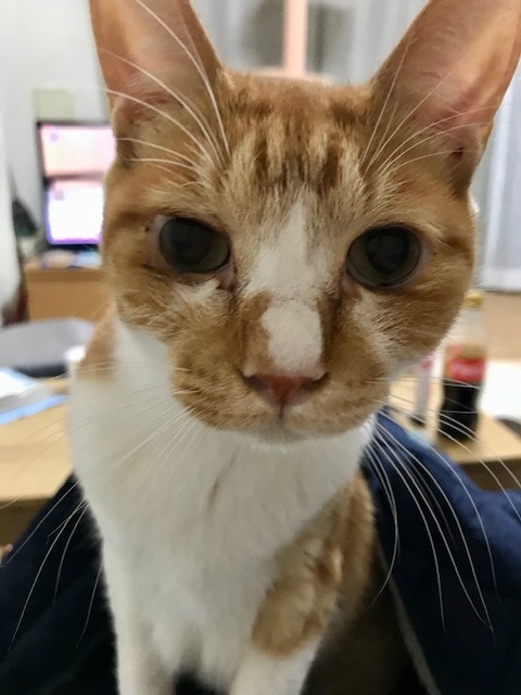 あいつ今何してる?(卒業犬猫たち)_f0242002_15304981.jpg