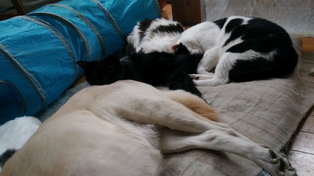 あいつ今何してる?(卒業犬猫たち)_f0242002_15305936.jpg