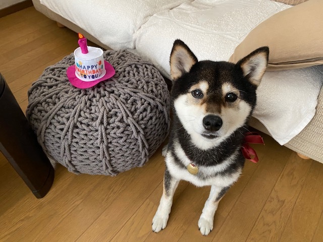 あいつ今何してる?(卒業犬猫たち)_f0242002_15310869.jpeg