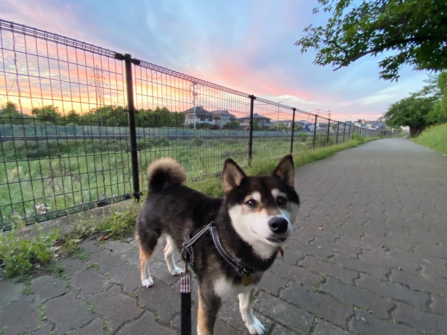 あいつ今何してる?(卒業犬猫たち)_f0242002_15311631.jpeg